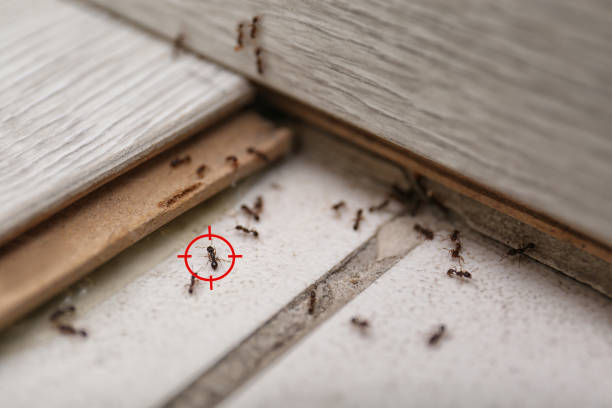 Best Insect Control  in Manson, WA