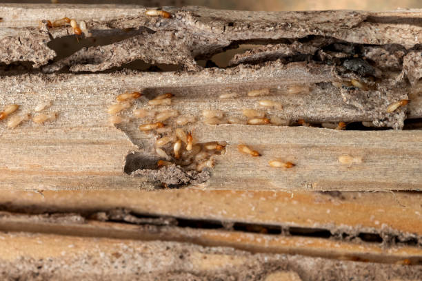 Professional Pest Control in Manson, WA